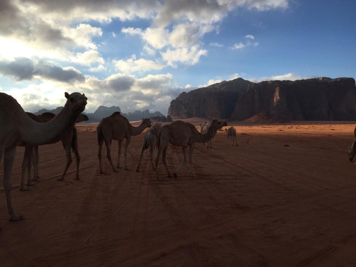 Desert Guide Camp Hotel Wadi Rum Eksteriør billede